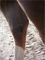 Egeltherapie am Pferd gegen Spat