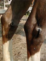 Egeltherapie am Pferd gegen Spat